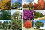 When to Plant a Tree in Indianapolis?