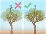 When to Prune Orange Trees So You Get No Fruit?