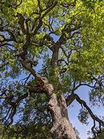 Where Are Oak Trees in Southern California?