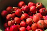 Where Can I Find a Mayhaw Fruit Tree?
