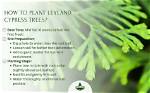 Where Do Leyland Cypress Trees Grow Best?