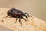 Where Do Weevils and Snout Beetles Get Their Food?