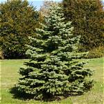 Where Do White Spruce Grow in Alberta?