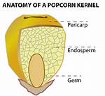 Where Does a Popcorn Kernel Come from?