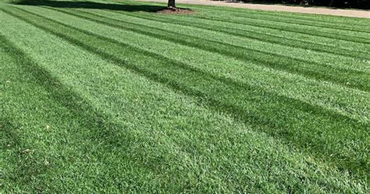 Where Does Fescue Grass Grow Best?
