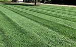 Where Does Fescue Grass Grow Best?