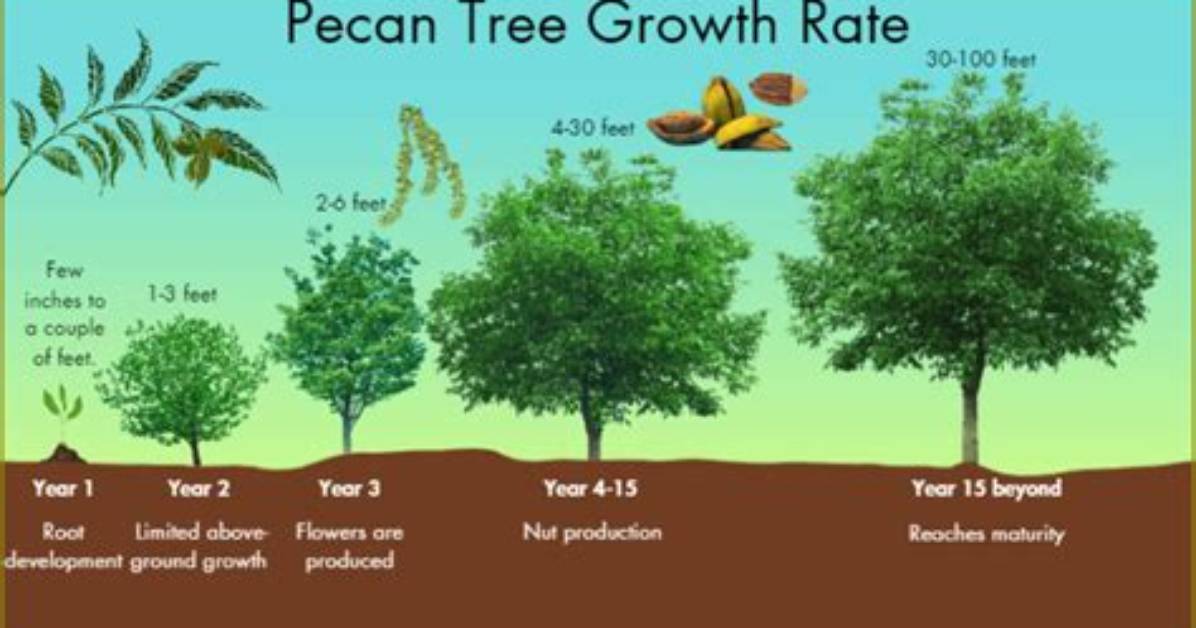 Where Does the Pecan Tree Grow in Texas?