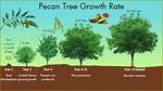 Where Does the Pecan Tree Grow in Texas?