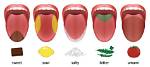 Where Does the Sour Taste Come from in Food Such as Cheese and Yogurt?