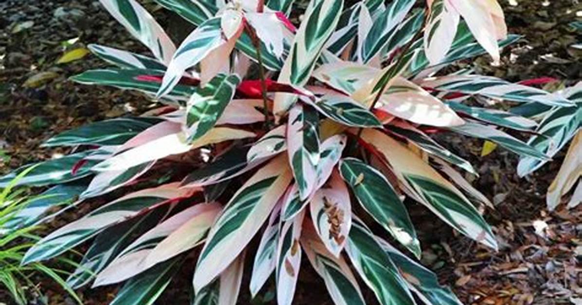 Where Does Tri Color Ginger Grow?