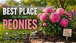 Where Is the Best Place to Plant a Japanese Red Maple?