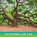 Where Is the Largest California Live Oak Tree?