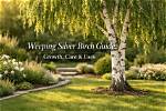 Where Should I Plant a Weeping Birch?
