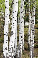 Which Birch Tree Has White Bark?