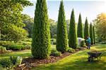 Which Cypress Tree Is Better?