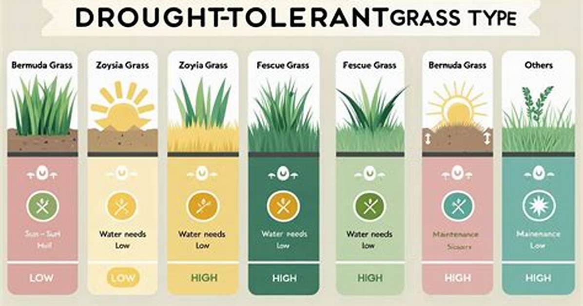 Which Grass Is Most Drought-Tolerant?