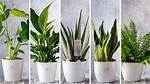 Which Is the Best Indoor Plant to Plant?
