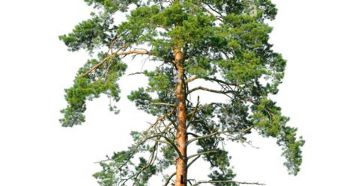 Which Is the Tallest Pine Tree in the World?