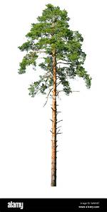 Which Is the Tallest Pine Tree in the World?