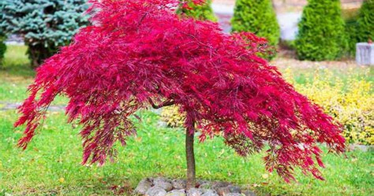 Which Maple Trees Are Small?
