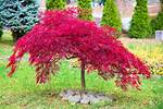 Which Maple Trees Are Small?