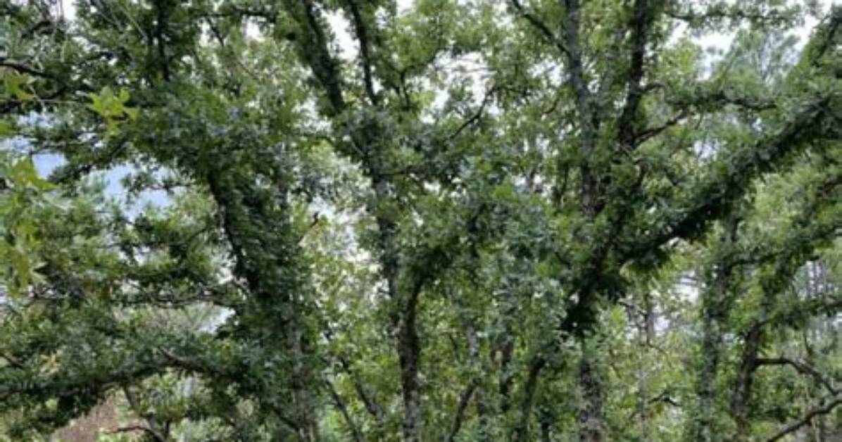 Which Oak Tree Is the Smallest?
