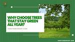 Which Oak Trees Stay Green All Year?