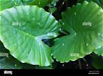 Which of These Plants Have Broad Leaves?