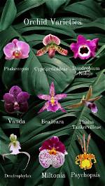 Which Orchid Species Is Used to Flavour the Ice Creams?
