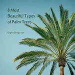 Which Palm Tree Is the Most Beautiful?