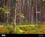 Which Pine Tree Is Deciduous?