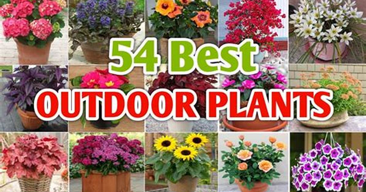Which Plants Best for Outdoor House?