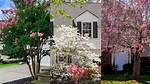 Which Trees Should Plant Near a House?