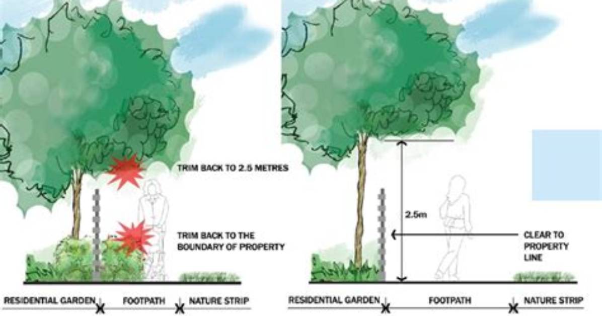 Who Is Responsible for Overhanging Trees?