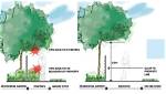 Who Is Responsible for Overhanging Trees?