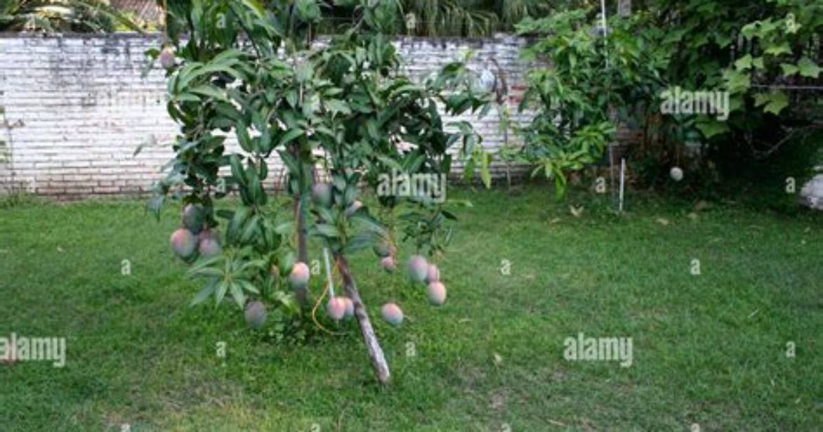 Who Is the Father of Mango Tree?