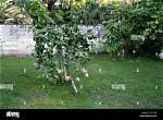 Who Is the Father of Mango Tree?