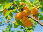 Why Are Apricots Falling off Tree?
