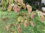 Why Are Branches on My Dogwood Dying?