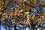 Why Are Branches on My Maple Tree Dying?