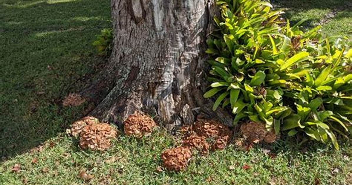 Why Are Camphor Trees Bad?