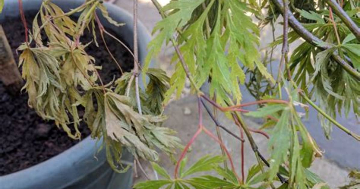 Why Are My Acer Trees Dying?
