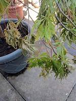 Why Are My Acer Trees Dying?