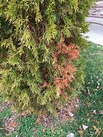 Why Are My Arborvitae Turning Orange?