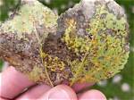Why Are My Aspen Tree Leaves Turning Brown?