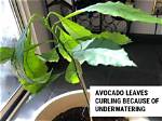 Why Are My Avocado Leaves Curling?