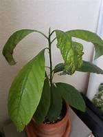 Why Are My Avocado Leaves Shriveling?