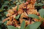 Why Are My Azalea Buds Turning Brown?