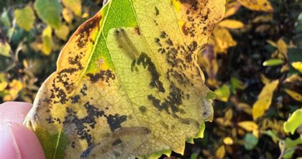 Why Are My Birch Leaves Turning Brown?