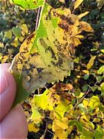Why Are My Birch Leaves Turning Brown?